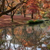 京都もみじ狩りⅡ