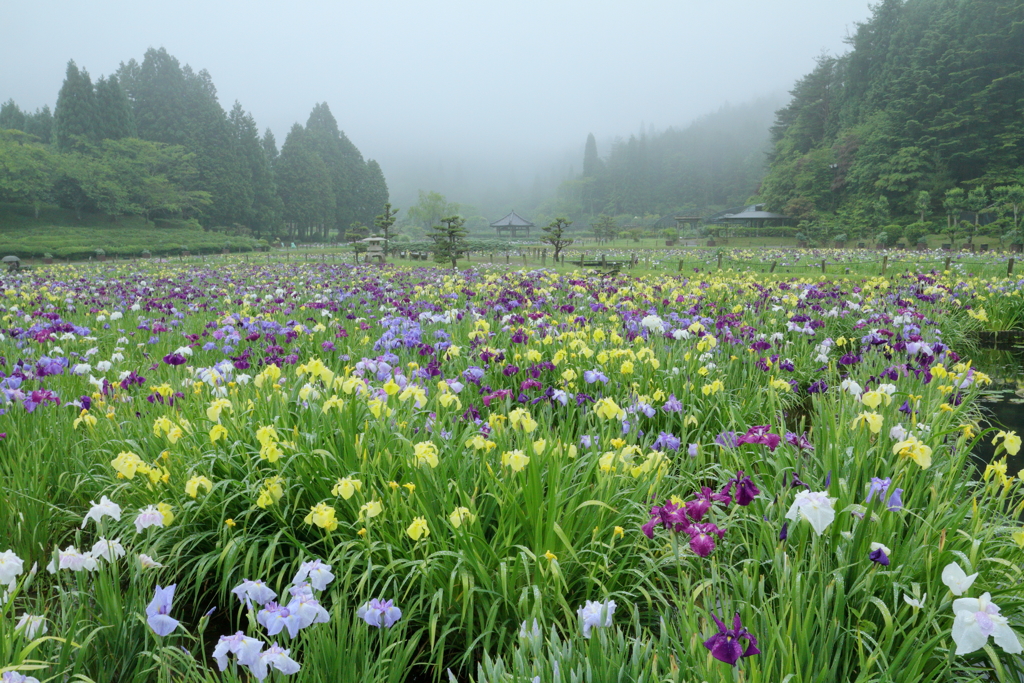 霧に包まれし夢世界　～永沢寺花しょうぶ園Ⅰ～