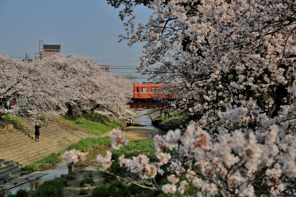 花電車　～高田千本桜～