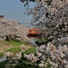花電車　～高田千本桜～