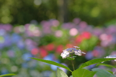 初夏の彩り