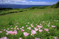 青い海と緑の丘と、可憐な花たち