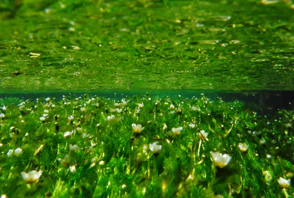 水中花