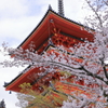 京の春