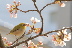 春のご馳走