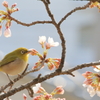 春のご馳走