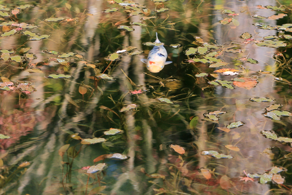 秋鯉　～モネの池Ⅱ～