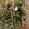 秋鯉　～モネの池Ⅱ～
