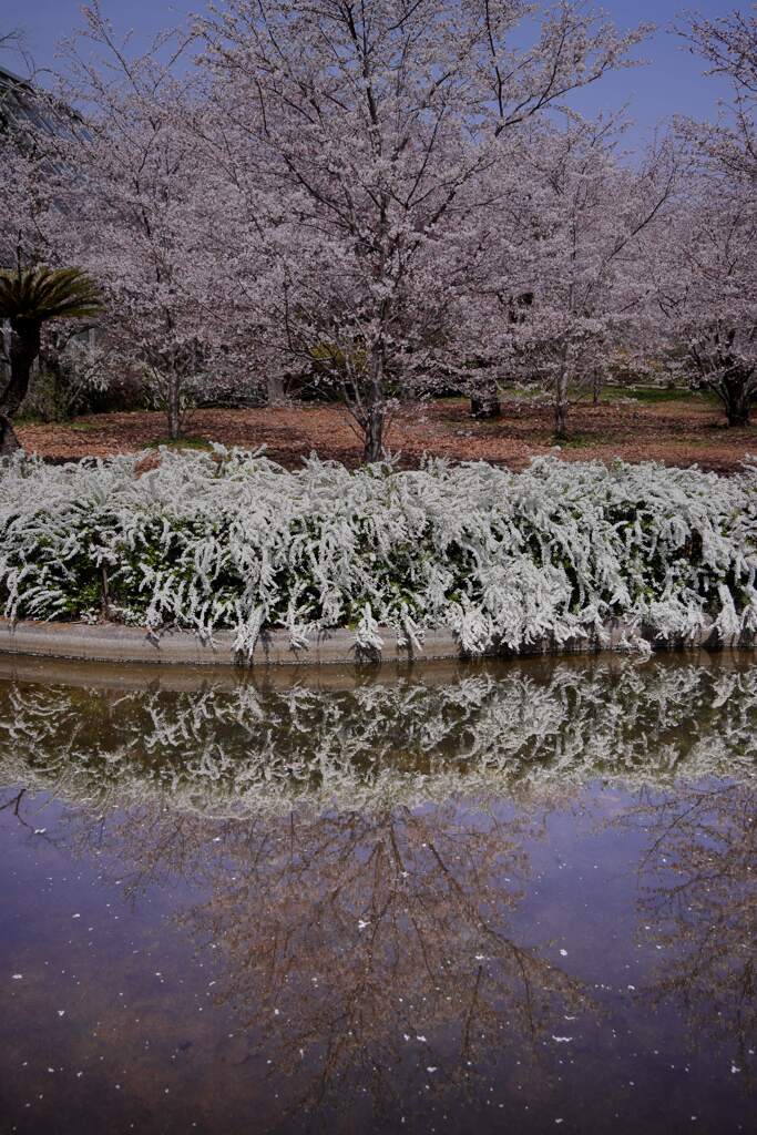 桜と雪柳