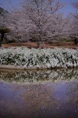 桜と雪柳