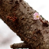 桜開花！！