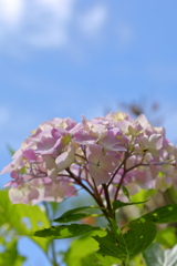 晴れと紫陽花