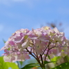 晴れと紫陽花