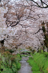 京都桜めぐり　～松ヶ崎疎水～