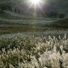銀色に輝く草原