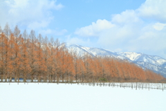 メタセコイア並木冬景