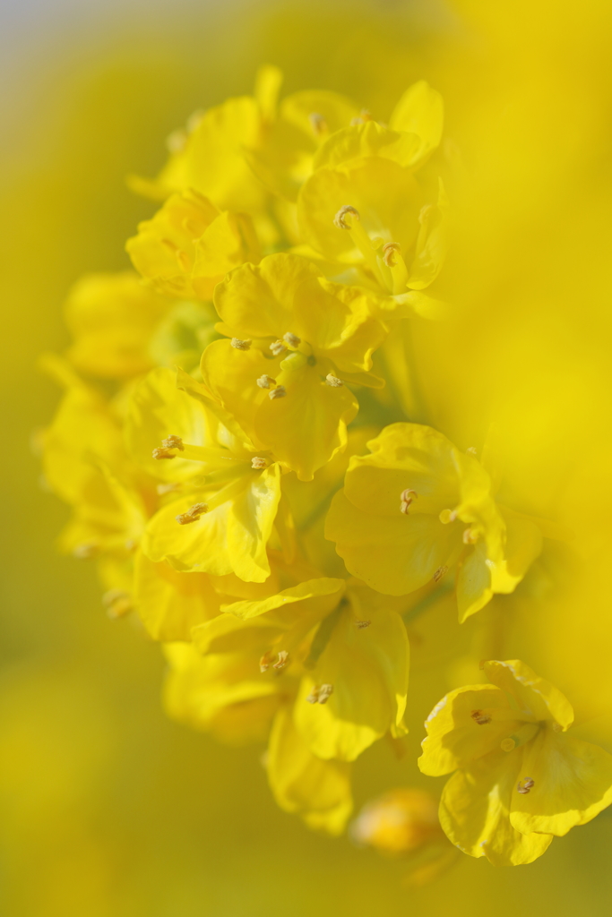 菜の花Ⅱ