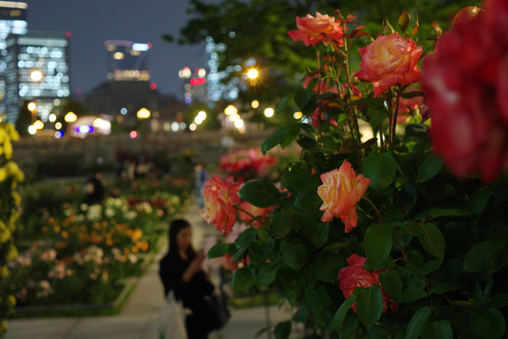 都会の薔薇Ⅲ