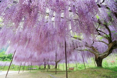 白毫寺・九尺藤