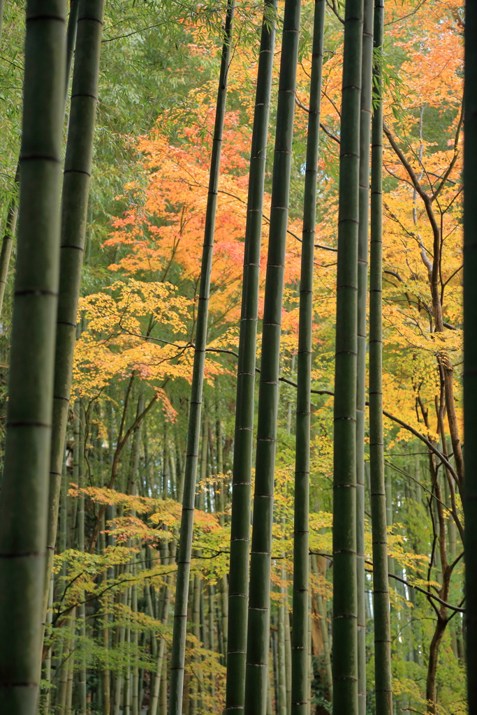 秋光さす竹林　　～圓光寺Ⅳ、応挙竹林～