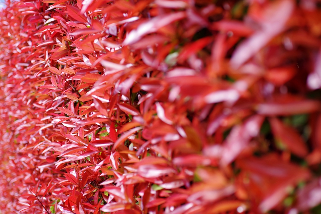 RED ROBIN HEDGE