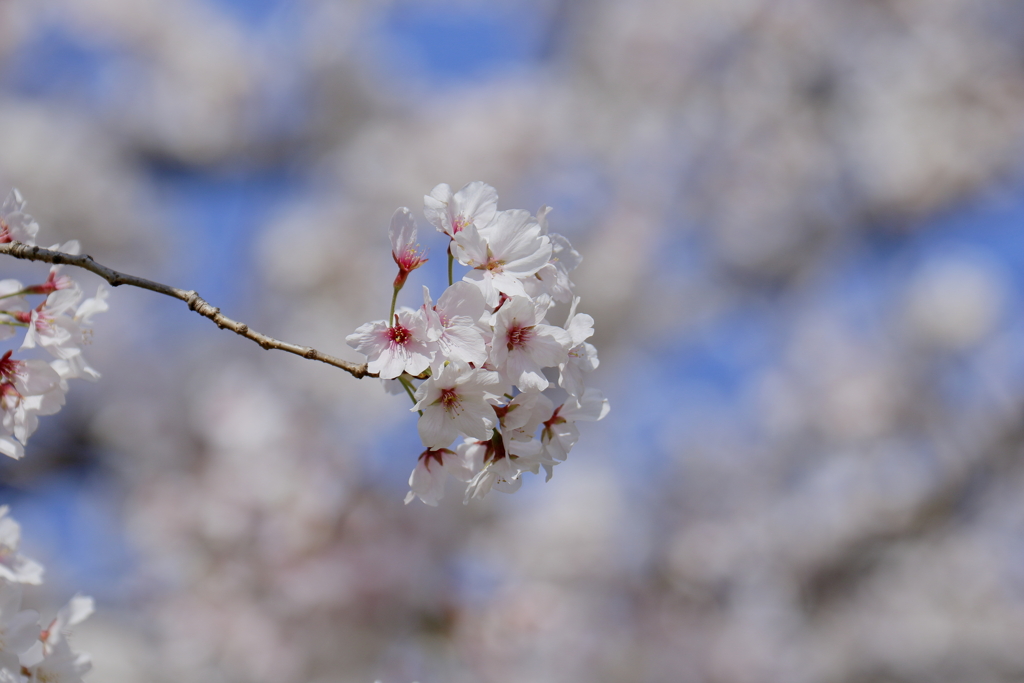 春ひと房