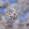 春ひと房