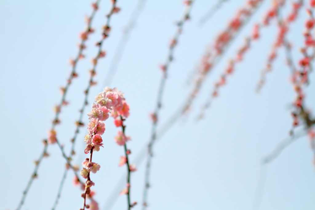 逆さ枝垂れ ～月ヶ瀬梅渓Ⅱ～