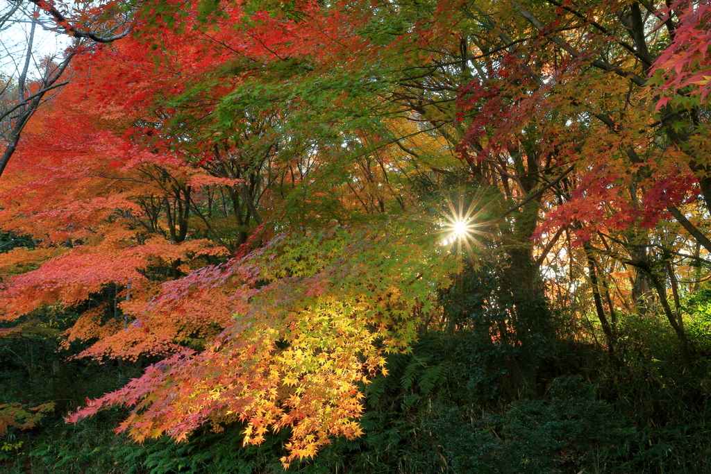 豊彩グラデーション　～私市植物園の秋Ⅱ～