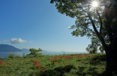 秋晴れ　～桂浜園地の彼岸花Ⅱ～