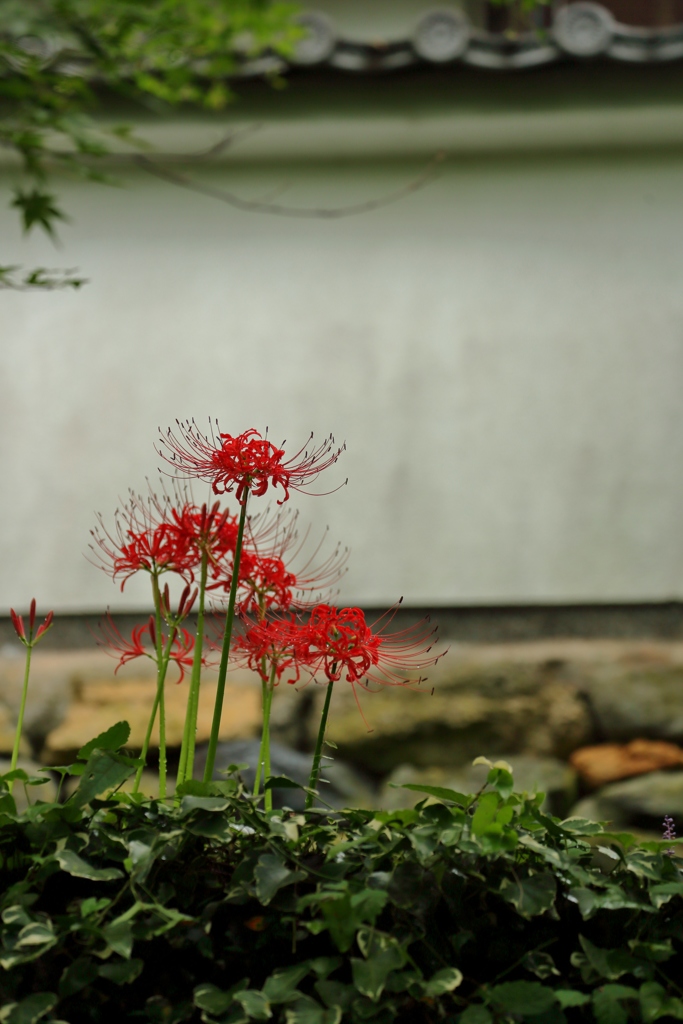 大原散策Ⅱ　～曼珠沙華～