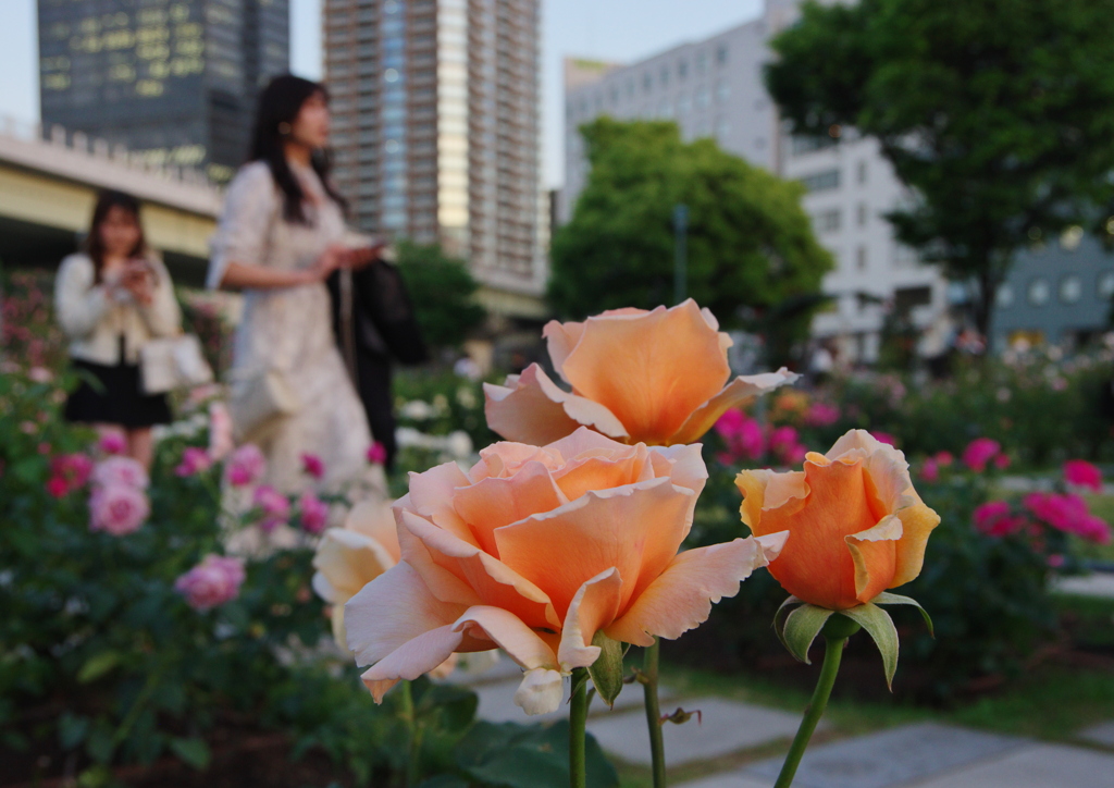 都会の花Ⅲ