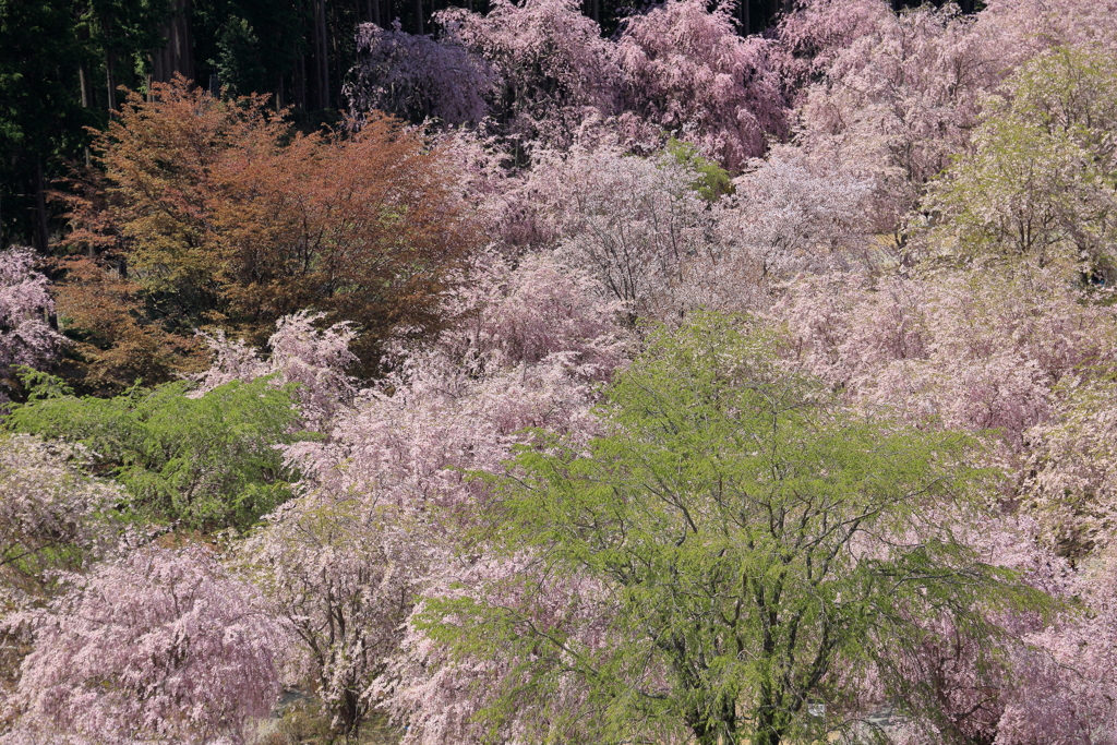 千本のしだれ桜　～天空の庭 高見の郷Ⅰ～