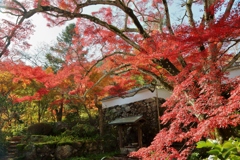 秋の神蔵寺