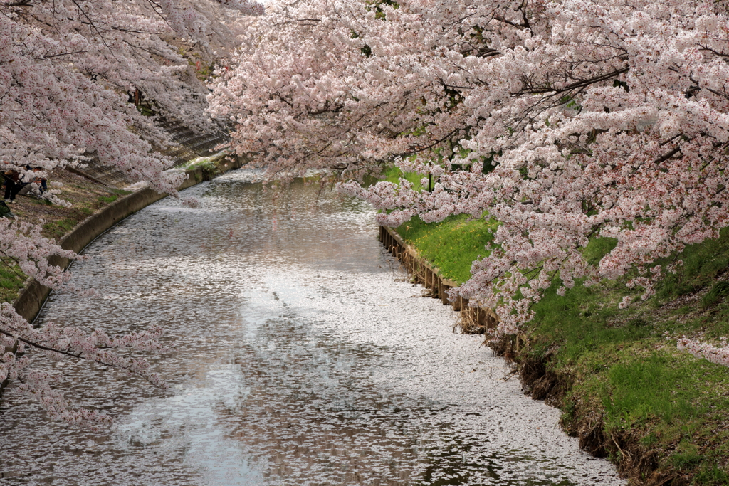 桜に染まる