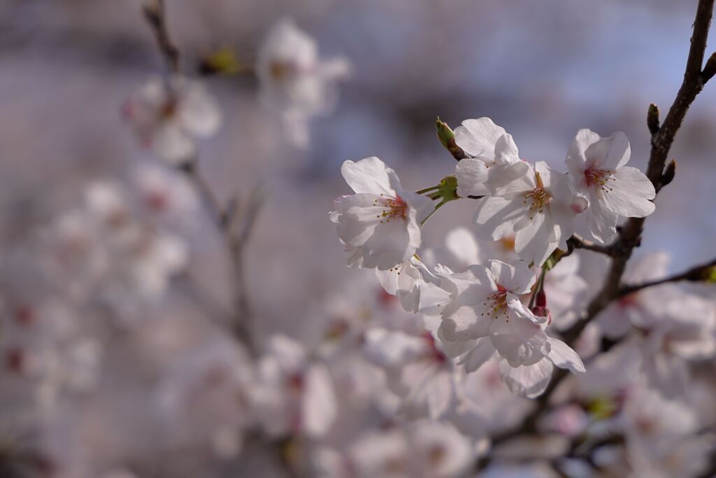 二条城の桜Ⅳ