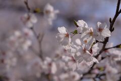 二条城の桜Ⅳ