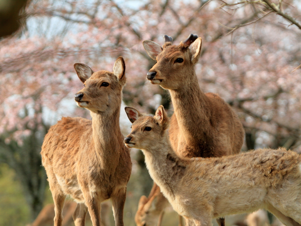 家族写真