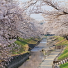 桜並木道　～高田千本桜Ⅲ～