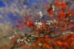 秋にも桜