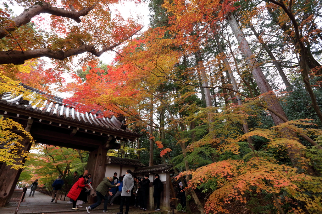 光明寺　薬医門
