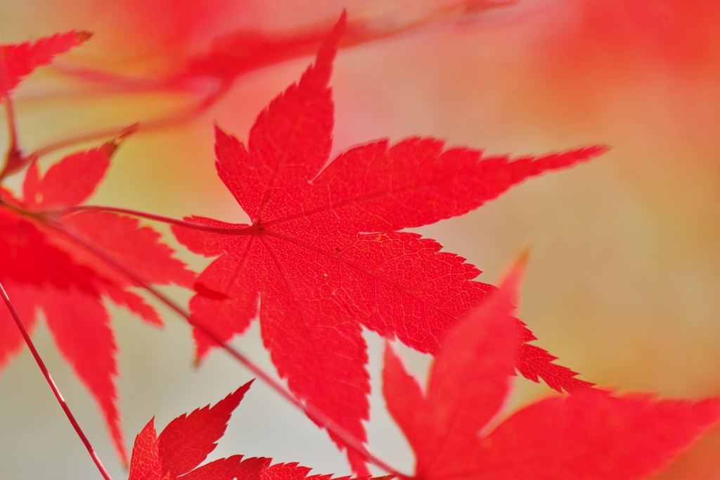 紅葉　～山田池公園、もみじ谷～