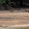 野生のウリ坊