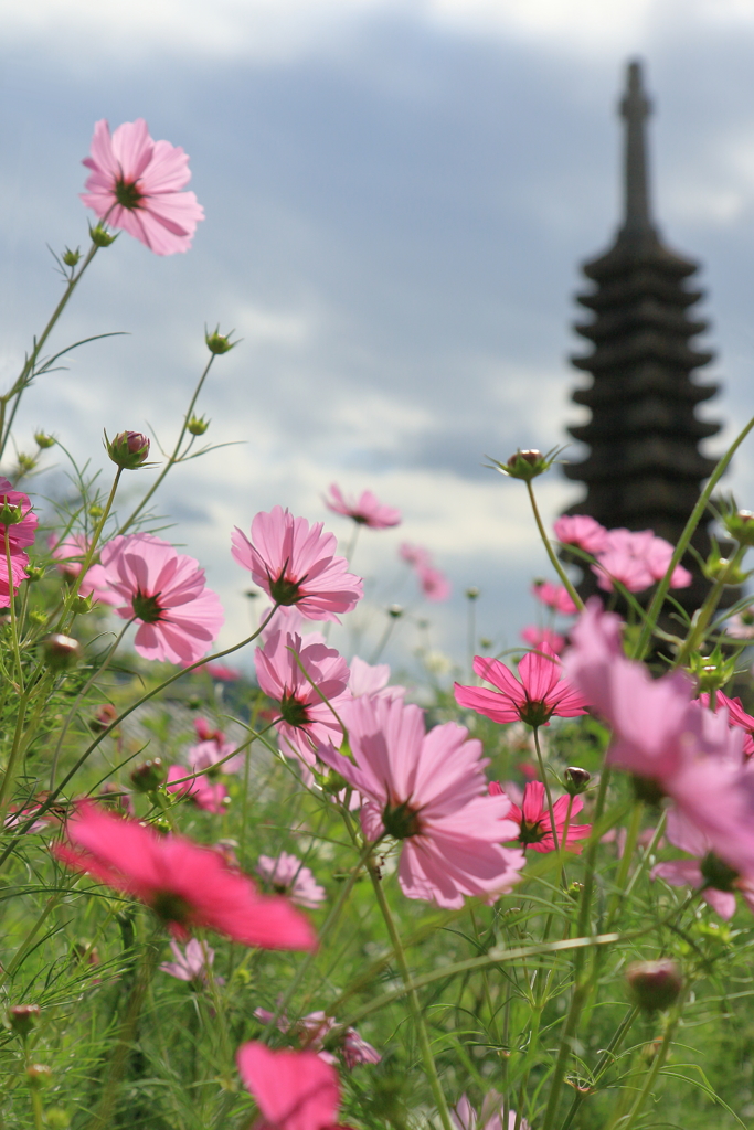 コスモス寺Ⅰ