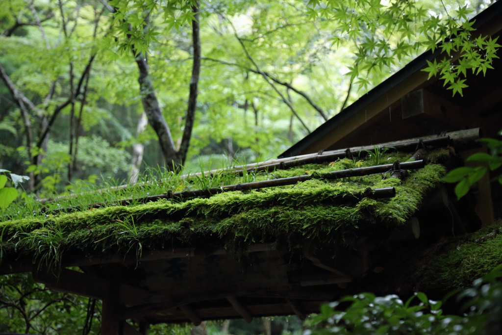 時を刻む　～雨の祇王寺Ⅰ～