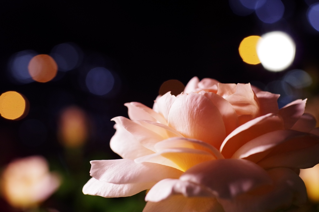 夜薔薇3
