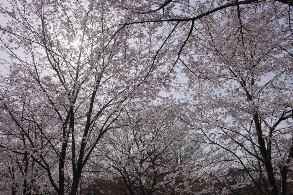 二条城の桜Ⅱ