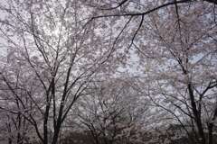 二条城の桜Ⅱ