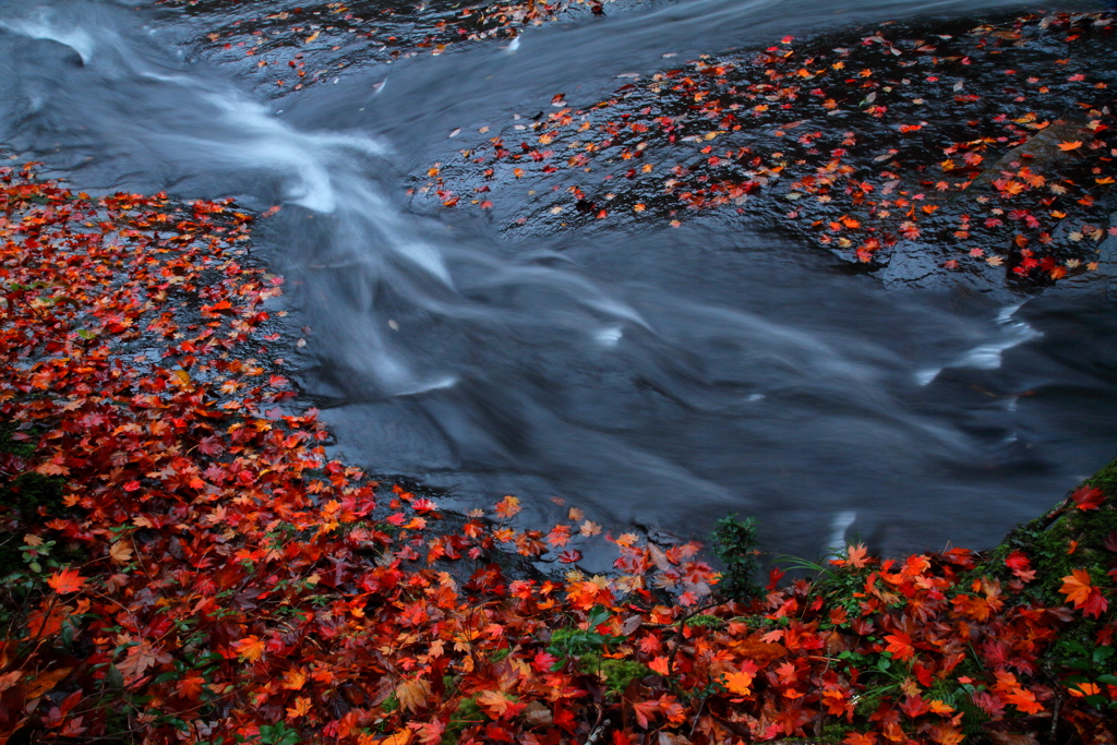紅渓　～るり渓の秋Ⅷ～　