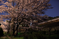 伏見夜桜